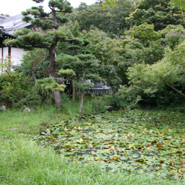 小堀遠州の庭の写真